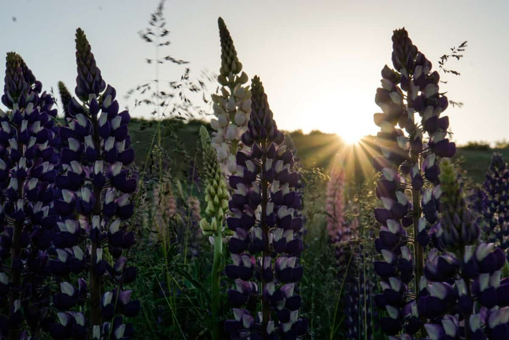 Lupinen wachsen auf der McGregors Campsite