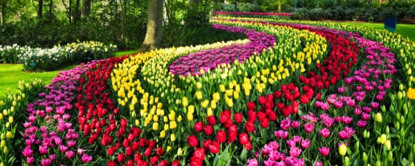 Keukenhof Niederlande besuchen Tipps