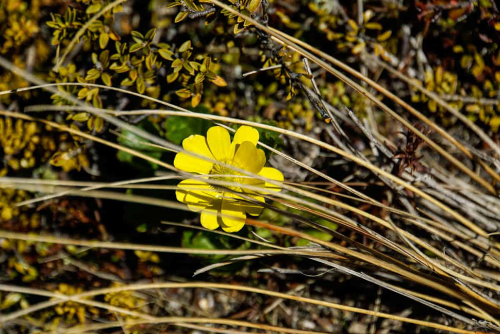 Fauna gelbe Blume im Tongariro Nationalpark