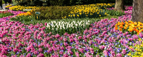 Keukenhof Tulpenblüte April