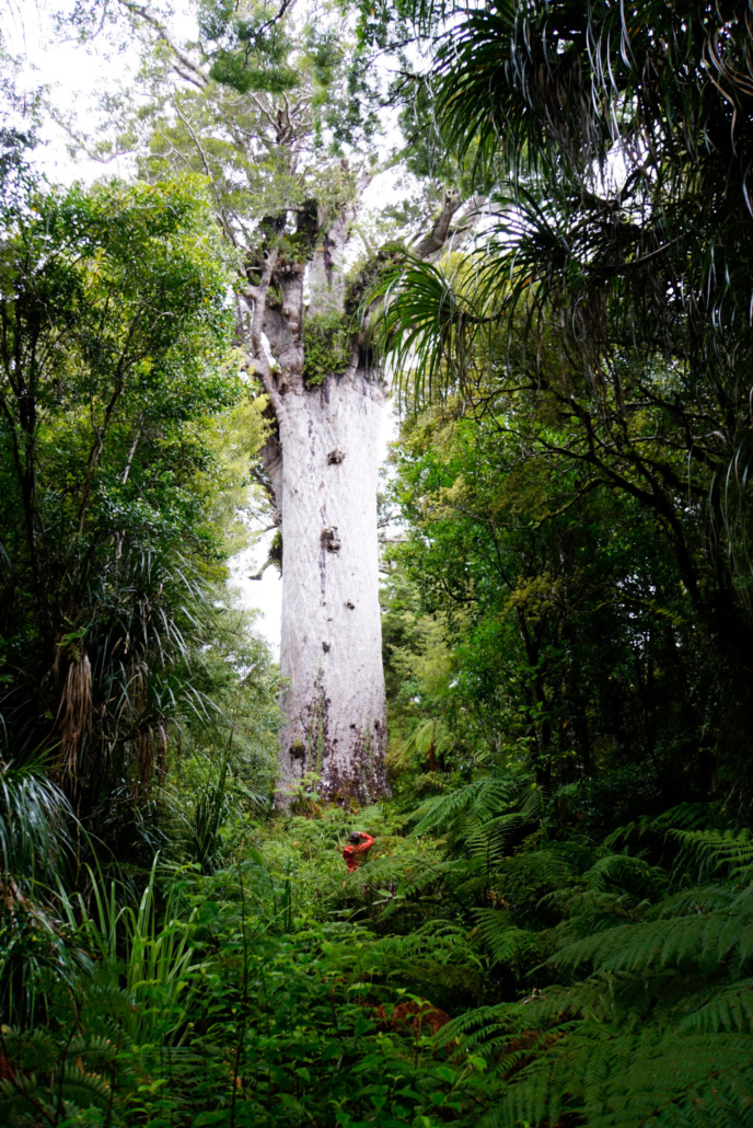 Kauri Trees in Northland