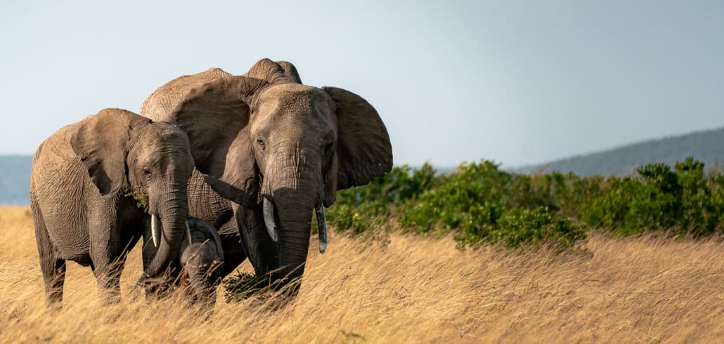 EcoQuest Kenia Masai Mara EcoTraining