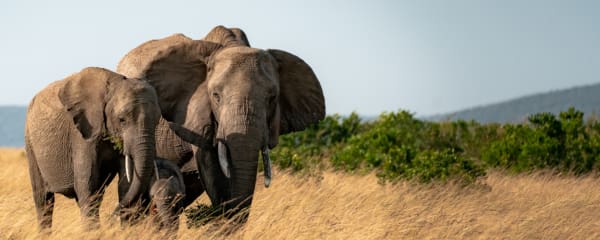 EcoQuest Kenia Masai Mara EcoTraining