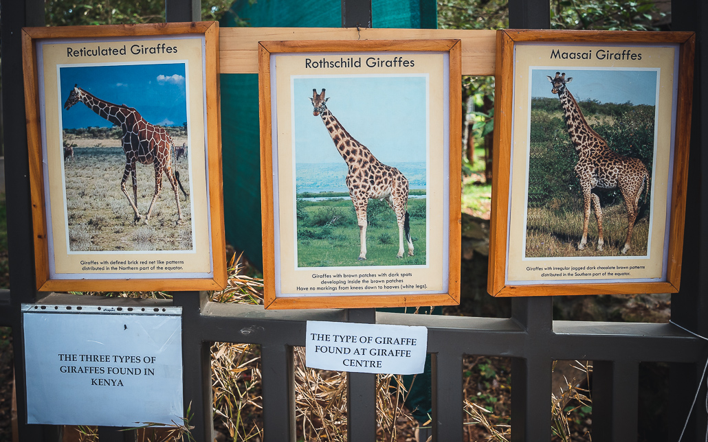 Unterschiedlichen Giraffenarten in Kenia
