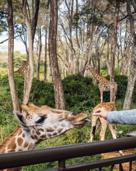 Nairobi Sehenswürdigkeiten Kenia 1 Tag