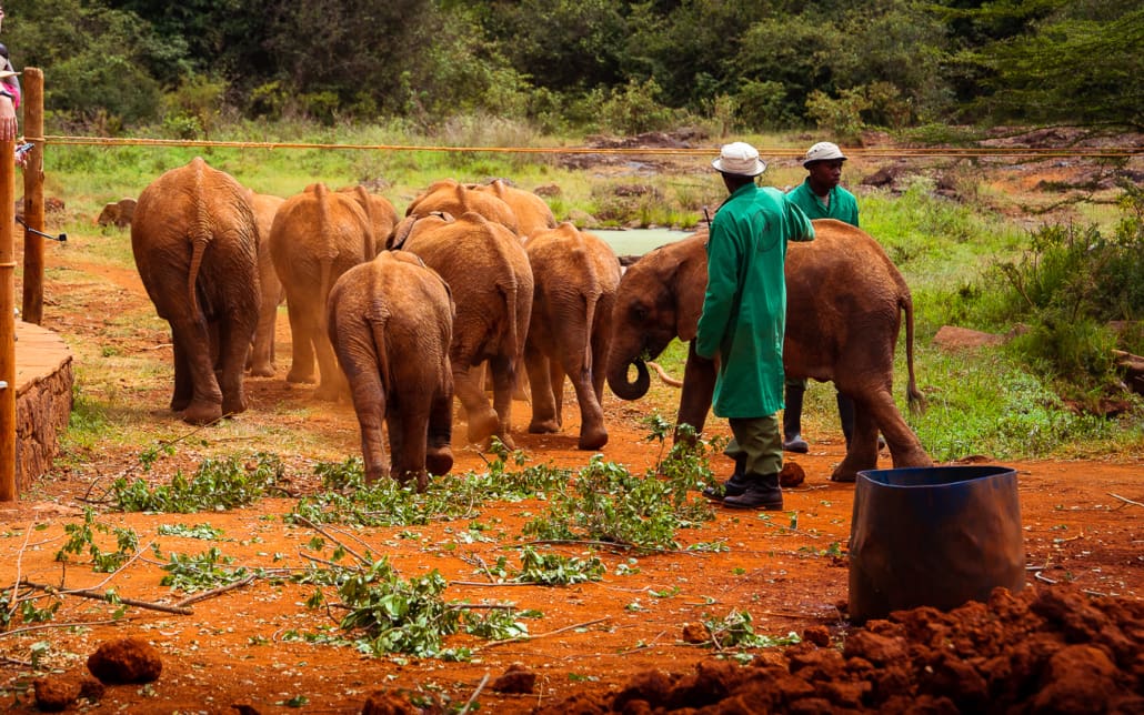 Sheldrick Wildlife Trust Elefanten Waisenhaus Nairobi