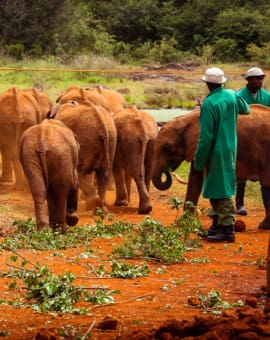 Sheldrick Wildlife Trust Elefanten Waisenhaus Nairobi