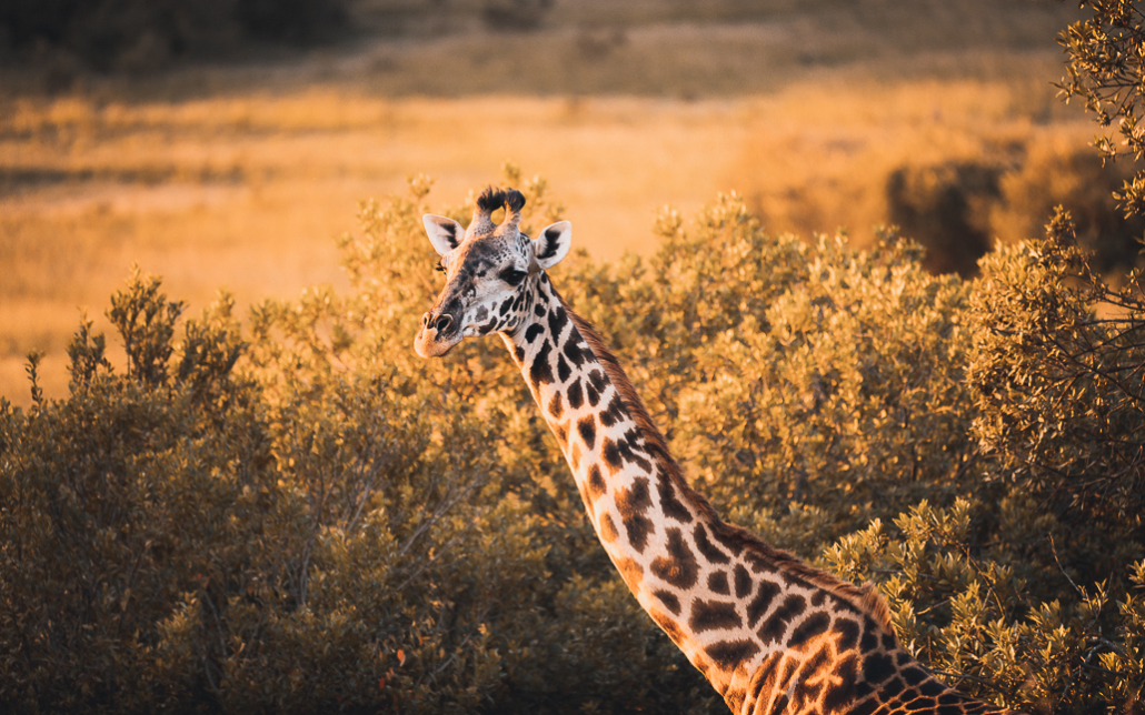 14 Tage Ecoquest Schnupperkurs In Kenia Mit Ecotraining: Masai Mara Erleben Und Von Den Besten Wildhütern Lernen! 57 57 - Viel-Unterwegs.de