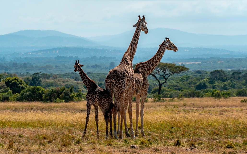 14 Tage Ecoquest Schnupperkurs In Kenia Mit Ecotraining: Masai Mara Erleben Und Von Den Besten Wildhütern Lernen! 59 59 - Viel-Unterwegs.de