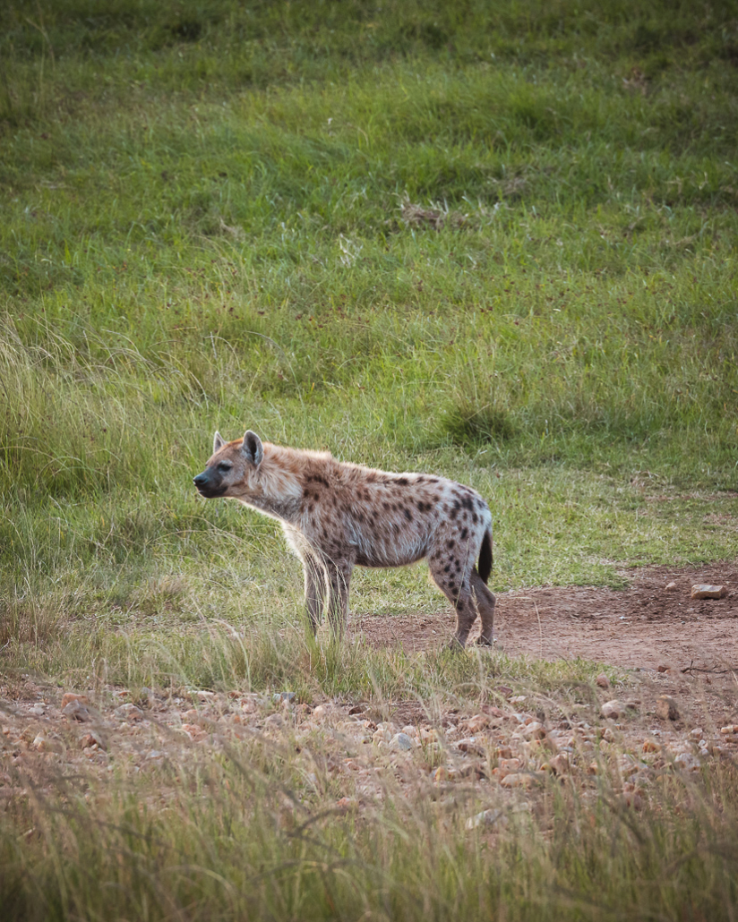 14 Tage Ecoquest Schnupperkurs In Kenia Mit Ecotraining: Masai Mara Erleben Und Von Den Besten Wildhütern Lernen! 55 55 - Viel-Unterwegs.de