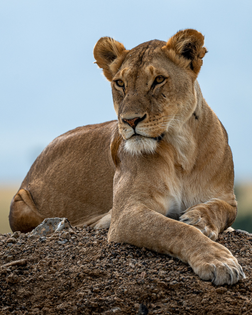 14 Tage Ecoquest Schnupperkurs In Kenia Mit Ecotraining: Masai Mara Erleben Und Von Den Besten Wildhütern Lernen! 49 49 - Viel-Unterwegs.de