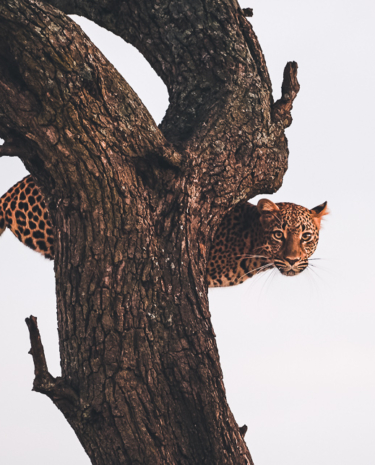 Leopard Massai Mara Baum