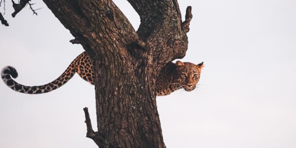 Leopard Massai Mara Baum