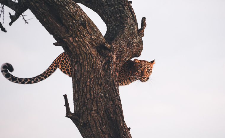 Leopard Massai Mara Baum