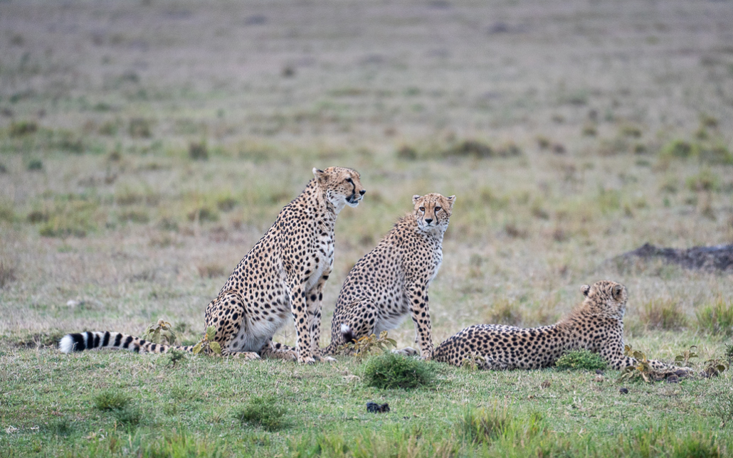 14 Tage Ecoquest Schnupperkurs In Kenia Mit Ecotraining: Masai Mara Erleben Und Von Den Besten Wildhütern Lernen! 50 50 - Viel-Unterwegs.de