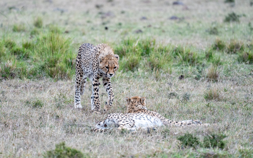 14 Tage Ecoquest Schnupperkurs In Kenia Mit Ecotraining: Masai Mara Erleben Und Von Den Besten Wildhütern Lernen! 45 45 - Viel-Unterwegs.de