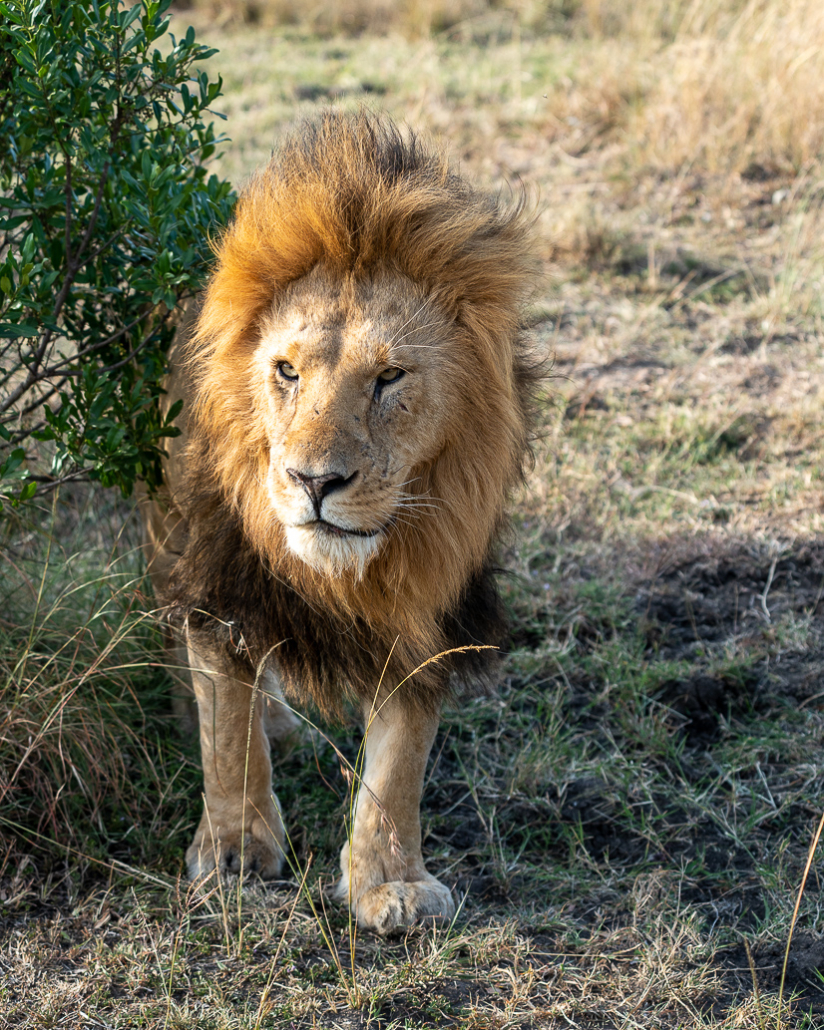 14 Tage Ecoquest Schnupperkurs In Kenia Mit Ecotraining: Masai Mara Erleben Und Von Den Besten Wildhütern Lernen! 46 46 - Viel-Unterwegs.de