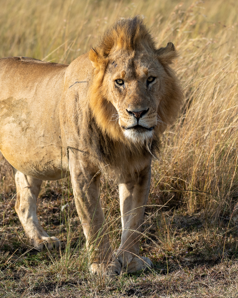 14 Tage Ecoquest Schnupperkurs In Kenia Mit Ecotraining: Masai Mara Erleben Und Von Den Besten Wildhütern Lernen! 44 44 - Viel-Unterwegs.de