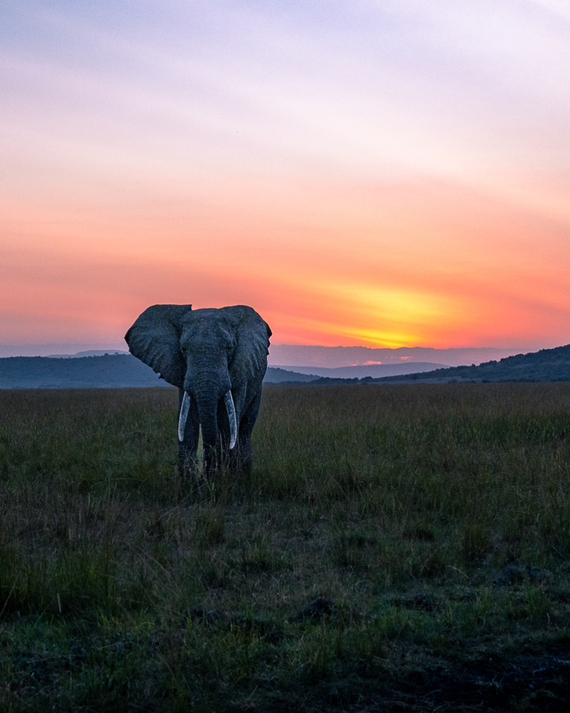 14 Tage Ecoquest Schnupperkurs In Kenia Mit Ecotraining: Masai Mara Erleben Und Von Den Besten Wildhütern Lernen! 60 60 - Viel-Unterwegs.de