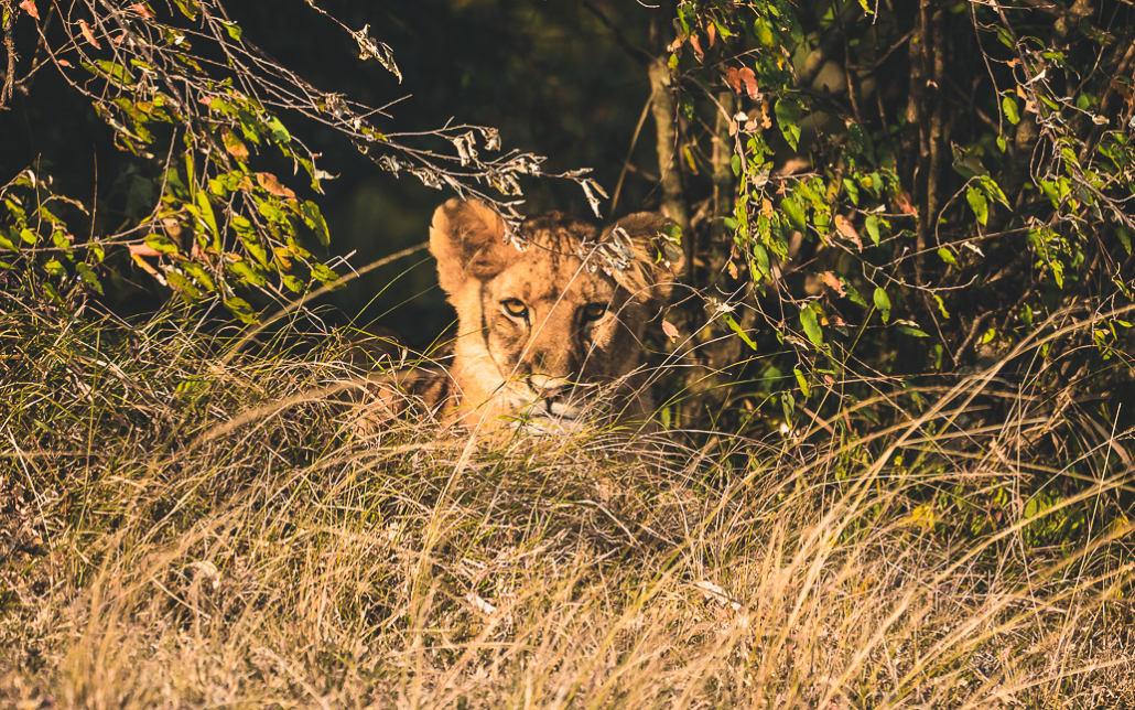 14 Tage Ecoquest Schnupperkurs In Kenia Mit Ecotraining: Masai Mara Erleben Und Von Den Besten Wildhütern Lernen! 48 48 - Viel-Unterwegs.de