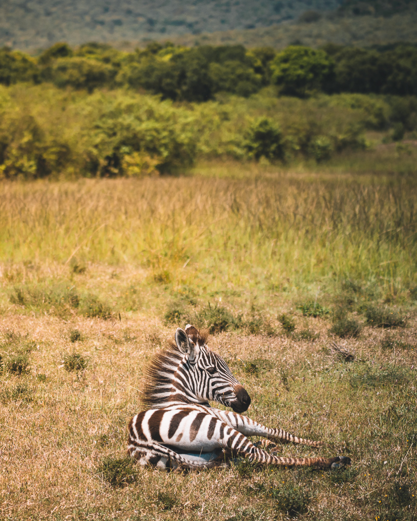 14 Tage Ecoquest Schnupperkurs In Kenia Mit Ecotraining: Masai Mara Erleben Und Von Den Besten Wildhütern Lernen! 58 58 - Viel-Unterwegs.de