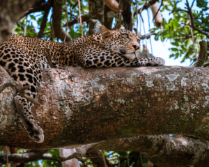Leopard im Baum auf der Flucht vor einem Löwen. Serengeti Tansania