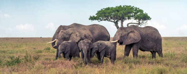 Beste Reisezeit Tansania für Sansibar, Safari und Kilimandscharo