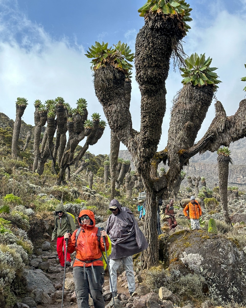 Abstieg ins Baranco Camp – wunderschöne Natur am Kilimandscharo.