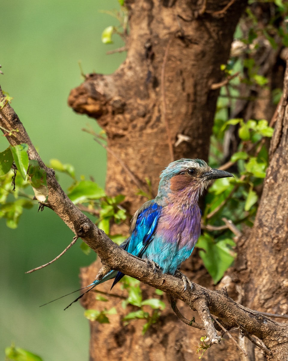 Gabelracke (Lilac-breasted Roller) im Mkomazi Nationalpark in Tansania