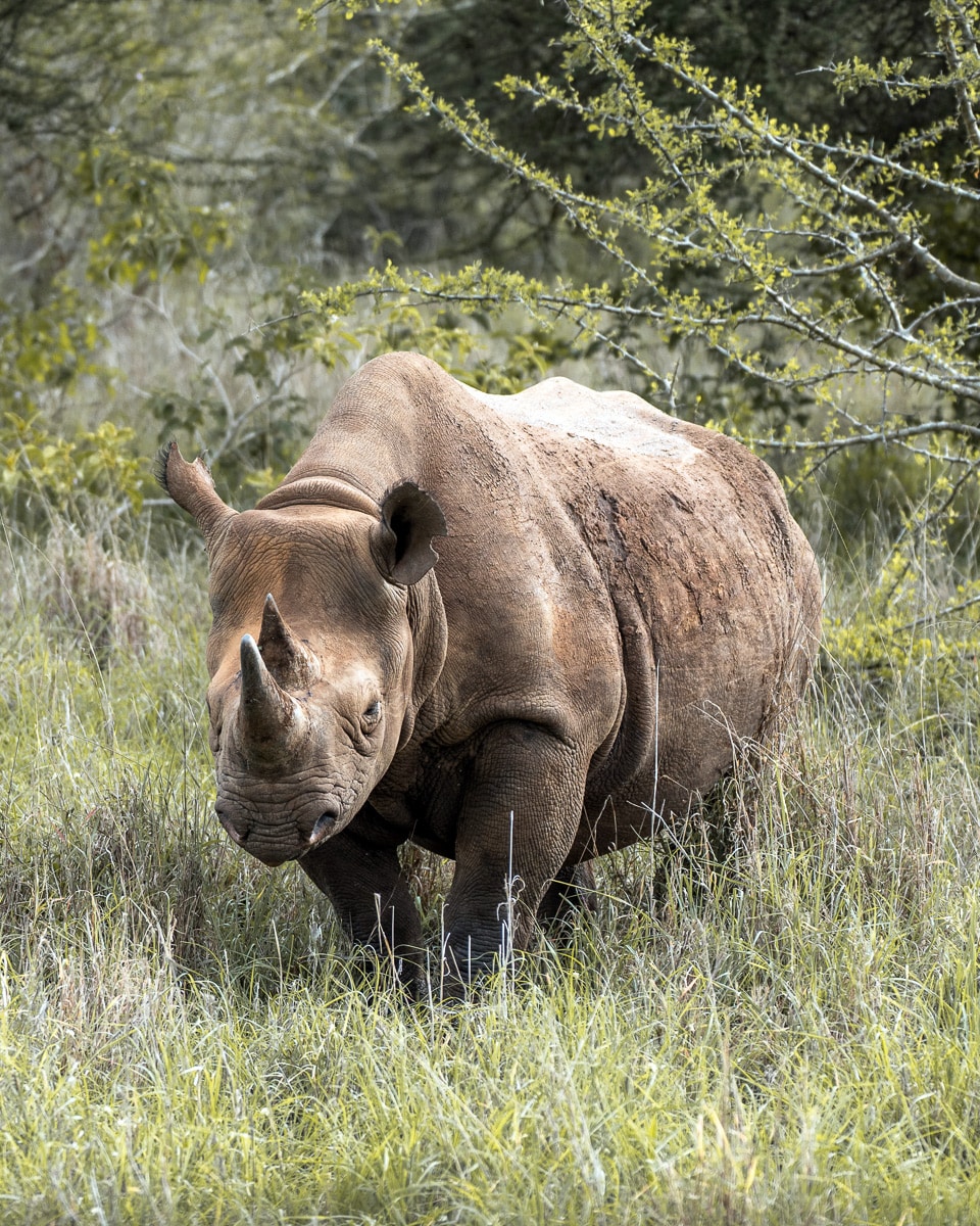 Mkomazi Rhino Sanctuary mit Spitzmaulnashörnern in Tansania