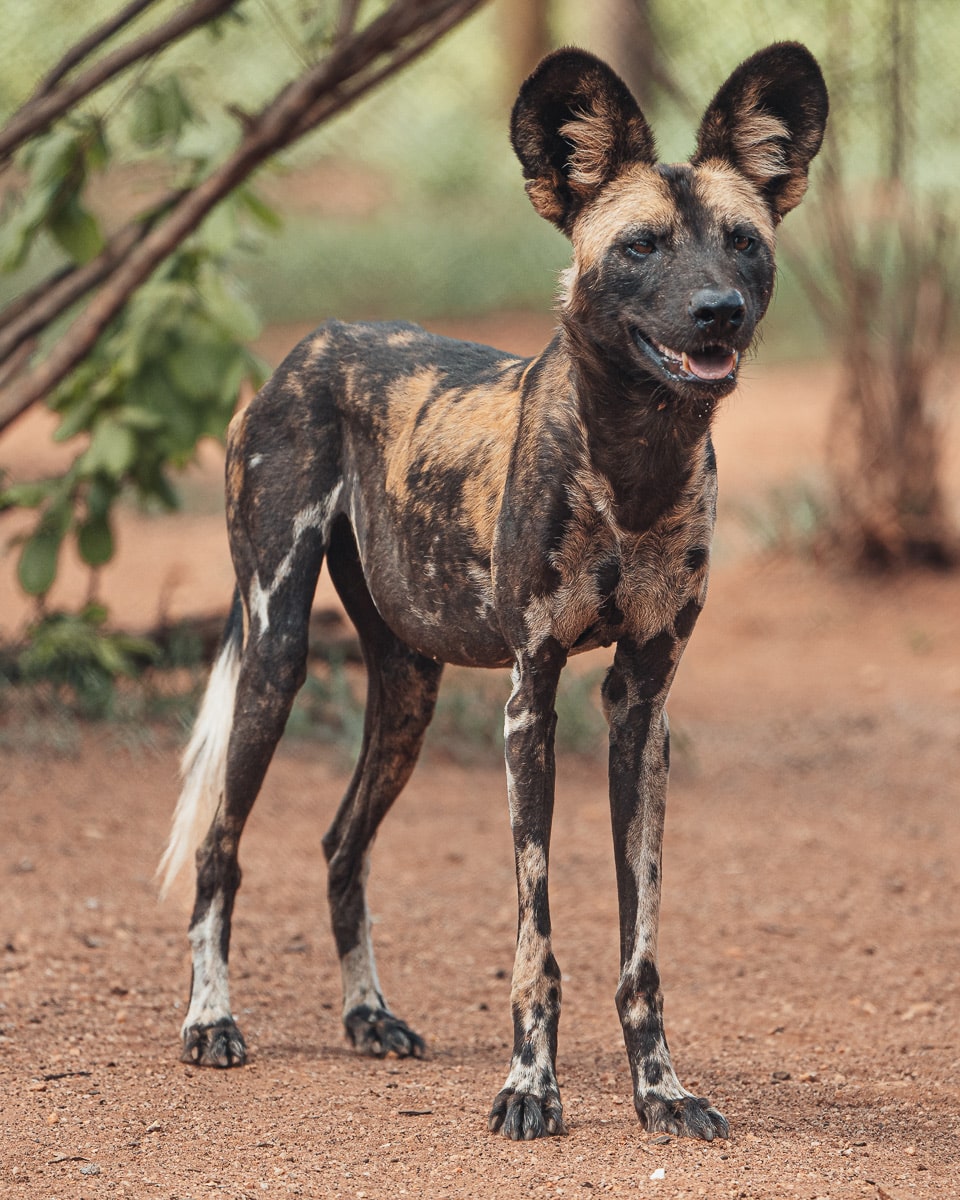 Wildhund im Schutzgebiet des Mkomazi Nationalparks