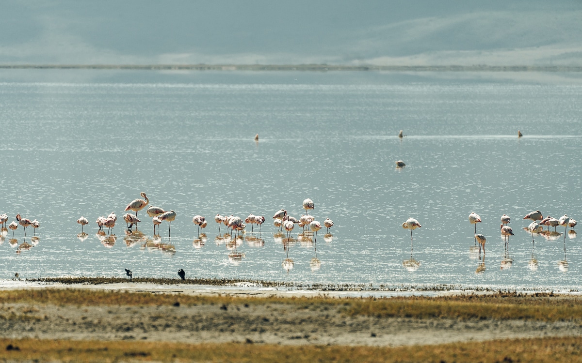 Flamingos Ngorongoro Krater Schutzgebiet Tansania