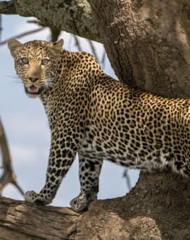 Leopard auf Flucht vor einem Löwe in der Serengeti, Tansania.