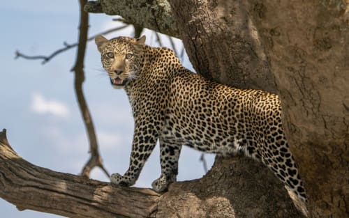 Die Big Five Afrikas bei einer Safari mit den Small Five, Ugly Five