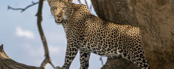 Leopard auf Flucht vor einem Löwe in der Serengeti, Tansania.