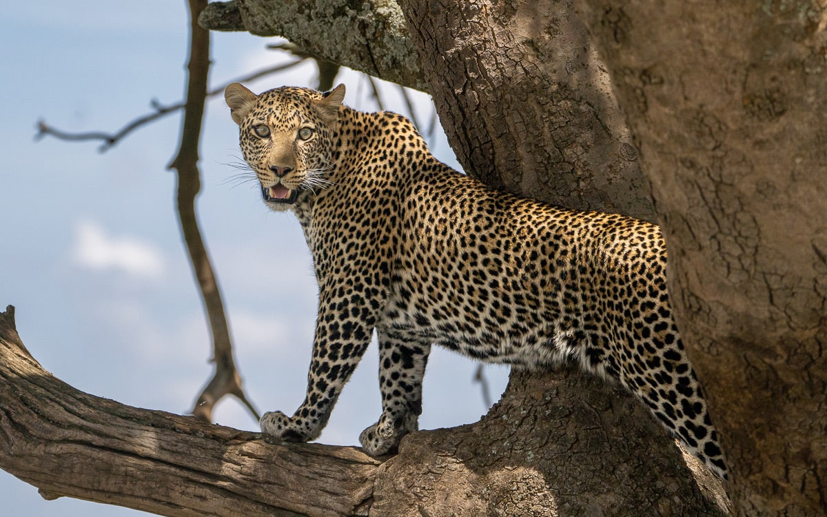 Leopard auf Flucht vor einem Löwe in der Serengeti, Tansania.