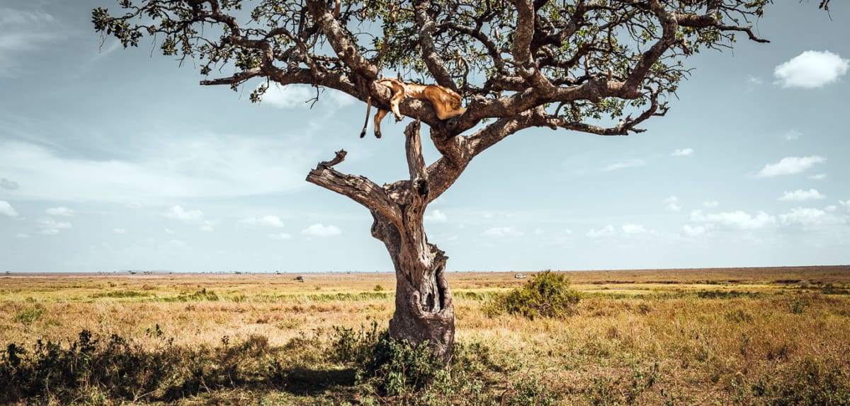 Reisebericht Tansania Sansibar 3 Wochen - Baumlöwe Serengeti