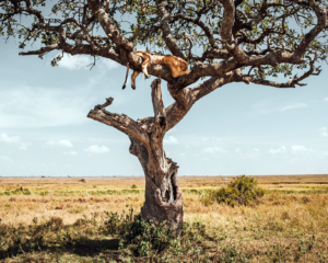 Reisebericht Tansania Sansibar 3 Wochen - Baumlöwe Serengeti