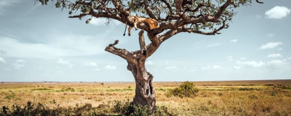 Reisebericht Tansania Sansibar 3 Wochen - Baumlöwe Serengeti