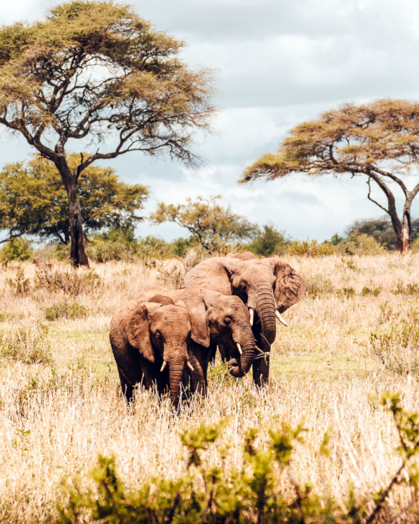 Tarangire Nationalpark Elefanten