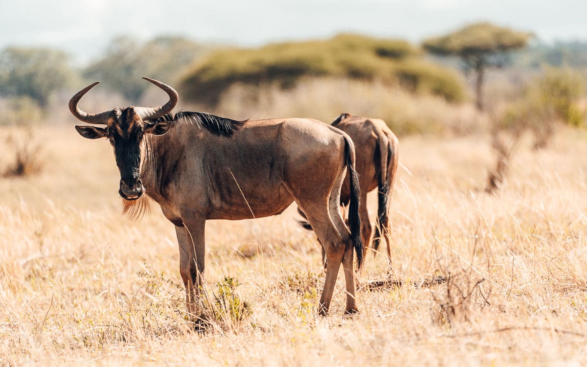 Gnus im Tarangire Nationalpark in Tansania