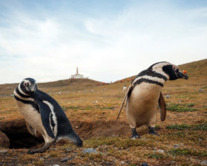 Isla Magdalena Pinguine Punta Arenas Chile