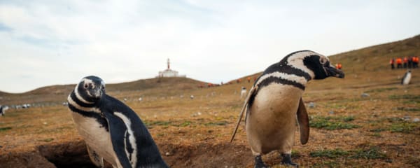 Isla Magdalena Pinguine Punta Arenas Chile