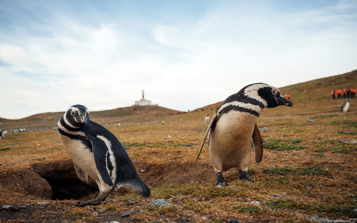 Pinguine auf der Isla Magdalena, Chile