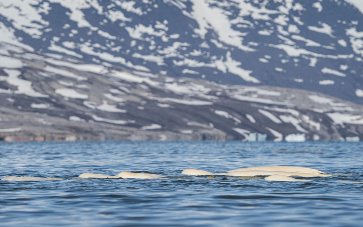Kreuzfahrt Spitzbergen: Erfahrungen Auf Der Ocean Albatros In Der Arktis 202 202 - Viel-Unterwegs.de