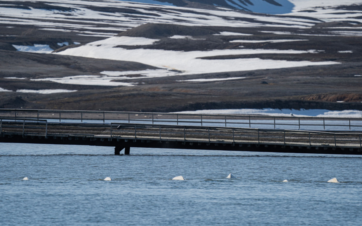 Kreuzfahrt Spitzbergen: Erfahrungen Auf Der Ocean Albatros In Der Arktis 203 203 - Viel-Unterwegs.de