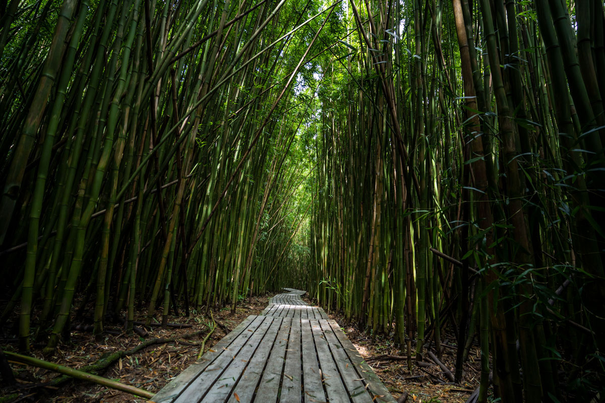 Bambuswald auf Maui an der Road to Hana