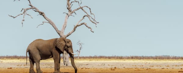 Elefant in Savuti in Botswana