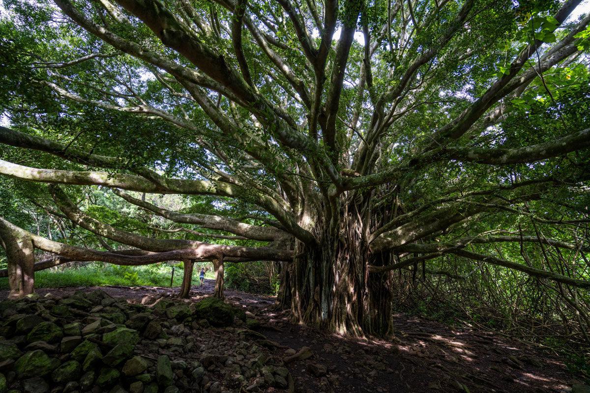 "Large Banyan Tree" am Pipiwai Trail (Road to Hana) Maui, Hawaii.