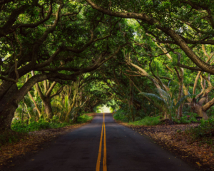 Road to Hana Roadtrip auf Maui Hawaii, Sehenswürdigkeit